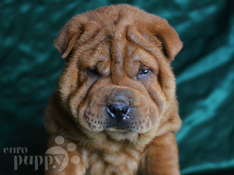 Shar-Pei puppy