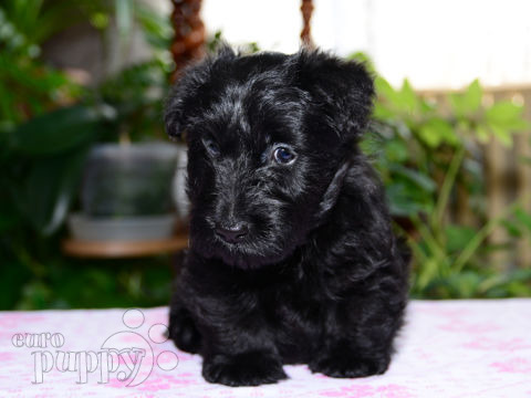 Scottish Terrier puppy