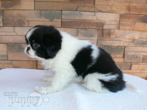 Japan Chin puppy