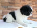 Chin Japonés cachorro en venta