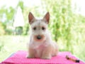 Terrier Escocés cachorro en venta