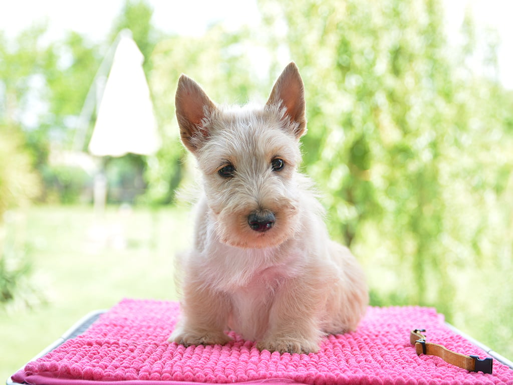 Scottish Terrier Puppy for sale Euro Puppy