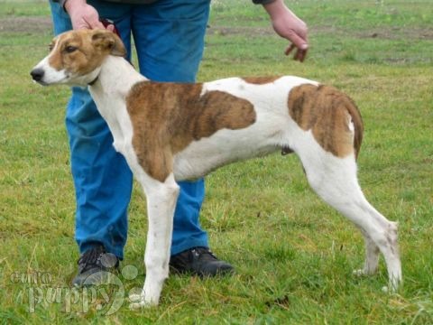 Hungarian Greyhound puppy