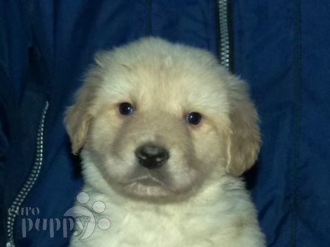 Hovawart puppy for sale