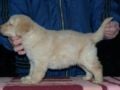 Hovawart puppy for sale