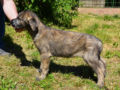 Wolfhound Irlandés puppy