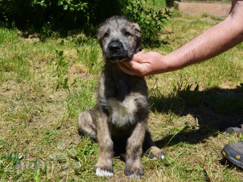 Irish Wolfhound puppy