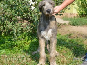 Irish Wolfhound puppy for sale