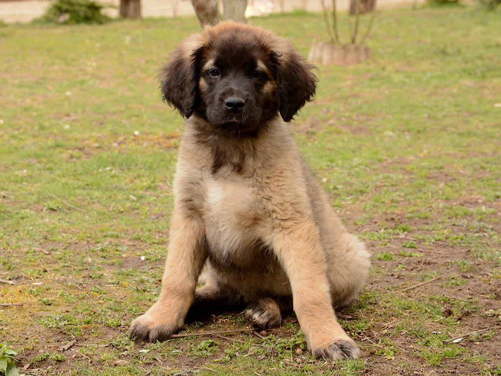 Leonberger puppies for cheap sale gumtree