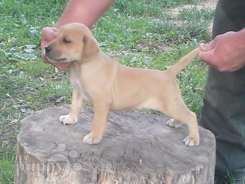 Uruguayan Cimarron puppy