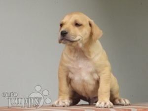 Perro Cimarrón puppy