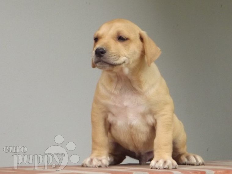 Uruguayan Cimarron puppy for sale