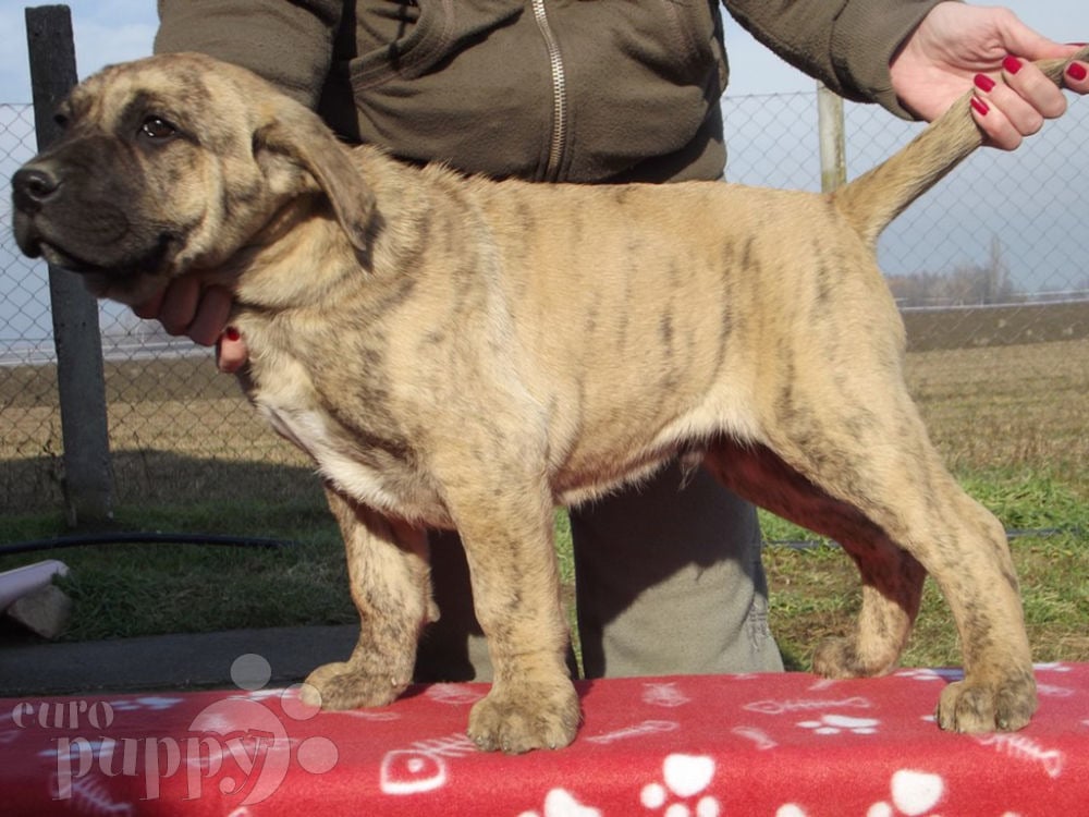 Coche crimen Fascinante Barrio - Perro Cimarrón Puppy for sale | Euro Puppy