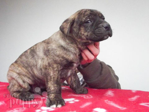 Uruguayan Cimarron puppy for sale