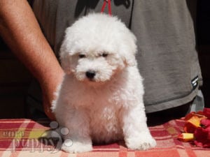 Puli puppy for sale