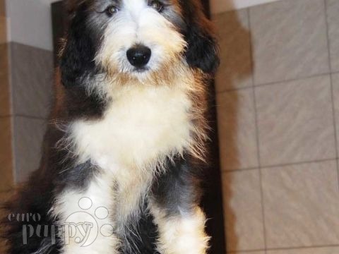 Bearded Collie puppy