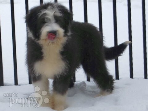 Collie Barbudo puppy