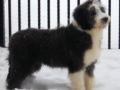 Collie Barbudo puppy