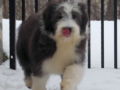 Bearded Collie puppy