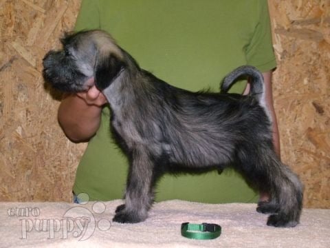 Standard Schnauzer puppy for sale