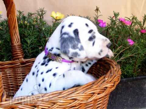 Dalmatian puppy