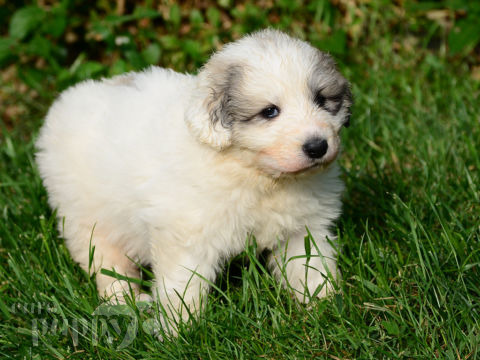 Great Pyrenees puppy for sale