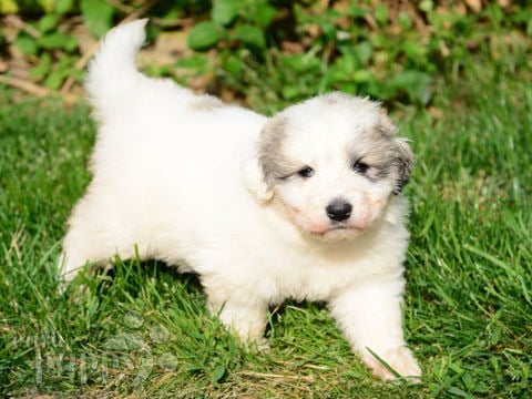 Great Pyrenees puppy