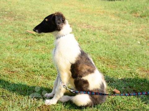Borzoi puppy for sale