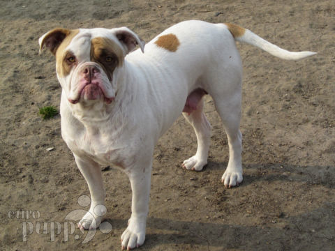 Bulldog Americano cachorro en venta