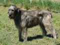Irischer Wolfshund puppy
