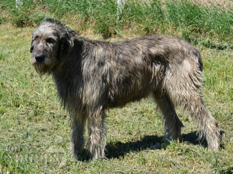 Wolfhound Irlandés puppy