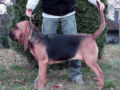 Bloodhound Welpen
