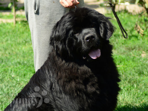 Newfoundland puppy for sale