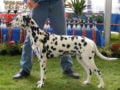 Dalmatiner puppy