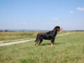 Grosser Schweizer Sennenhund welpen kaufen