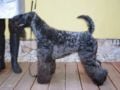 Kerry Blue Terrier welpen kaufen