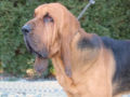 Bloodhound puppy