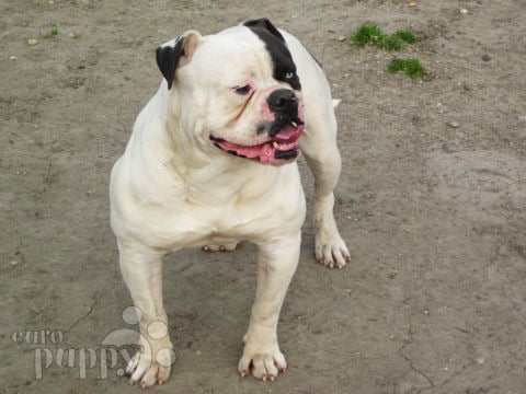 Bulldog Americano cachorro en venta