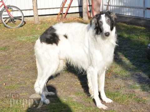 Borzoi puppy for sale