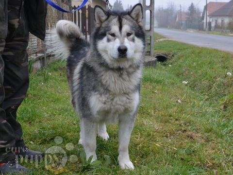 Alaskan Malamute cachorro en venta