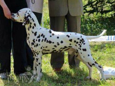 Dalmatian puppy for sale