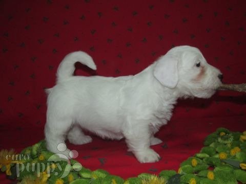 Sealyham Terrier puppy