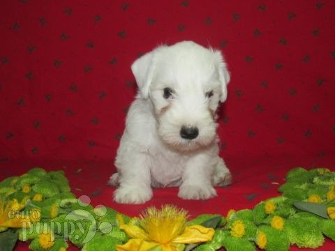 Sealyham Terrier puppy for sale