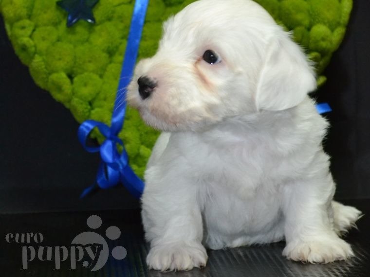 Sealyham Terrier puppy for sale