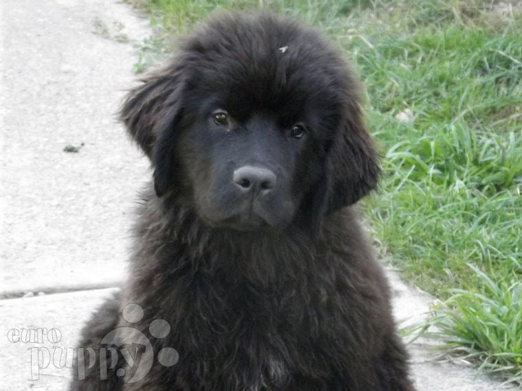 Newfoundland puppy for sale