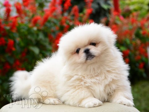 Pekingese puppy for sale