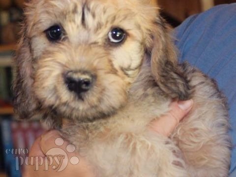 Dandie Dinmont Terrier puppy