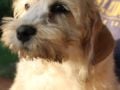 Dandie Dinmont Terrier cachorro en venta