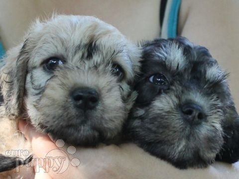 Dandie Dinmont Terrier puppy