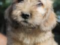 Dandie Dinmont Terrier welpen kaufen